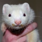 Trixie is a 2 year old panda ferret but is almost all white now. She loves ferretvite as seen in the picture.