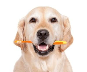 pet-dental-care